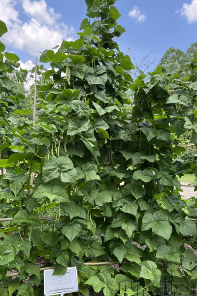 Case Knife Beans on a climbing vine.